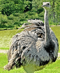 avestruz en kiche