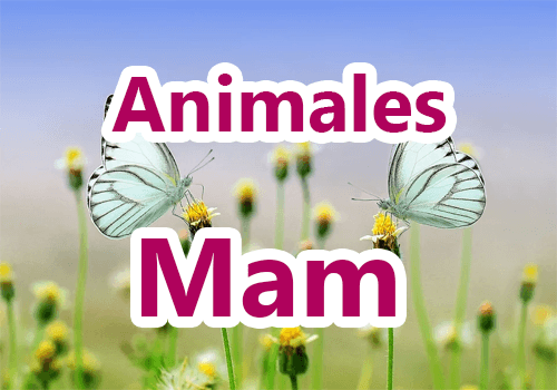 Animales en mam y español
