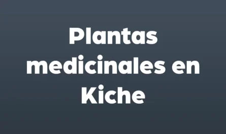 plantas medicinales en kiche