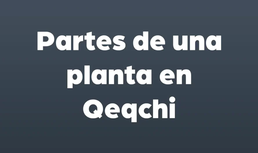Partes de una PLANTA en Qeqchi