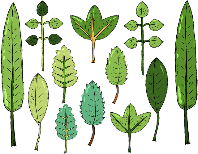 Partes de una PLANTA en Kiche