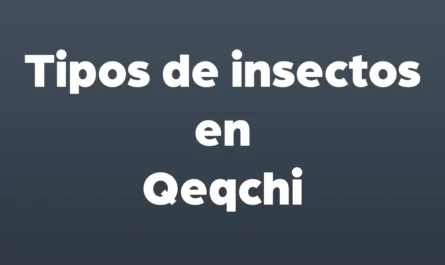 tipos de insectos en qeqchi