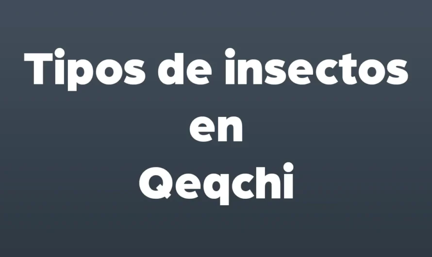 Tipos de INSECTOS en Qeqchi