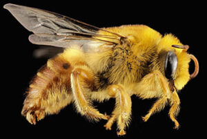 como_se_dice_abeja_en_qanjobal