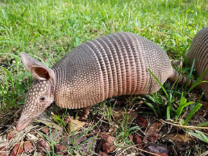 como_se_dice_armadillo_en_qanjobal