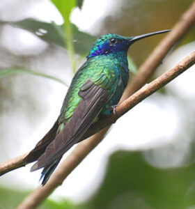 como_se_dice_colibri_en_qanjobal