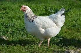 como_se_dice_gallina_en_qanjobal