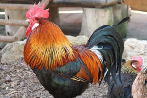 como_se_dice_gallo_en_qanjobal