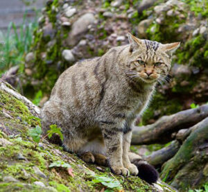 como_se_dice_gato_de_monte_en_qanjobal