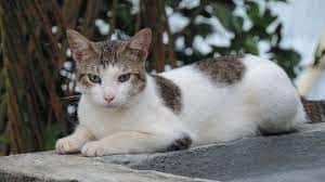 como_se_dice_gato_en_qanjobal
