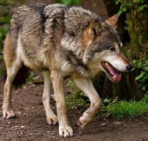 como_se_dice_lobo_en_qanjobal
