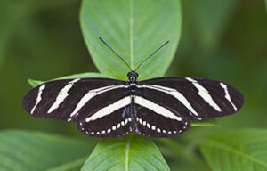 como_se_dice_mariposa_en_qanjobal