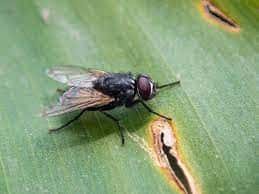 como_se_dice_mosca_en_qanjobal