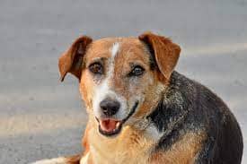 como_se_dice_perro_en_qanjobal