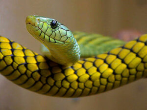 como_se_dice_serpiente_en_qanjobal