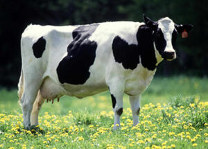 como_se_dice_vaca_en_qanjobal