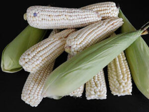 elote_en_mam