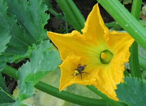 flor_de_ayote_en_achi_y_espanol