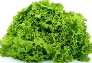 lechuga_en_achi_y_espanol