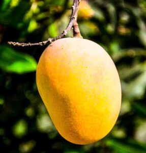 mango_en_idioma_achi