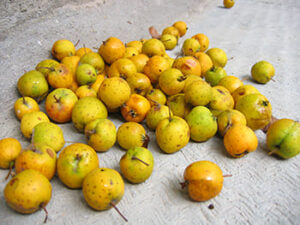 Tejocote_en_nahuatl