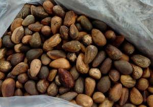 pinon_en_nahuatl